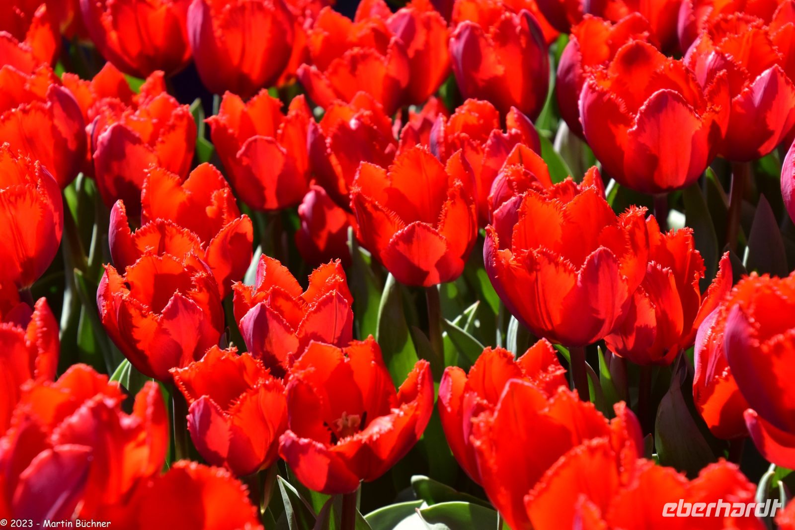 Tulpenblüte im Keukenhof