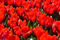 Tulpenblüte im Keukenhof