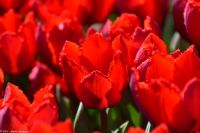 Tulpenblüte im Keukenhof