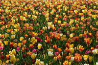 Tulpenblüte im Keukenhof
