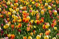 Tulpenblüte im Keukenhof