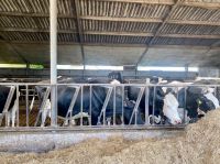 entspannte Kühe, Käse nicht im Bild