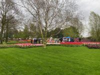 Die Tulpen freut der Regen!