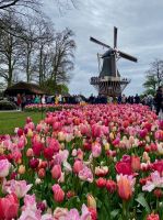 Tulpenmeer mit Windmühle