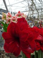 Keukenhof - nicht nur Tulpen...