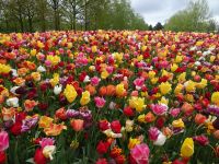 ... Tulpenpracht wie das Motto unserer Reise