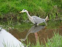 Zaanse Schans - Natur pur
