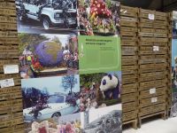 Sassenheim - Wir erleben den Aufbau der Fahrzeuge für den Blumenkorso...