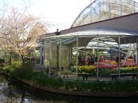 Tag 2 - 3. Blumenmeer im Keukenhof (1)