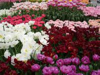 Tag 2 - 3. Blumenmeer im Keukenhof (7)