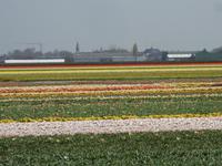 Tag 2 - 5 - Blick von Holländermühle auf Tulpenfelder (2)