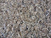 Tag 2 - 7 - Strand von Scheveningen (3)