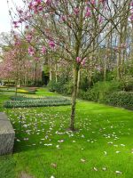 ... prächtige Magnolien ...