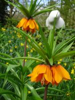 ... Kaiserkrone mit Kunst im Hintergrund ...