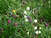 ... Schachbrettblumen ...