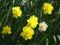 ... vielfältige Narzissen ...