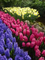 ... mit Hyanzinthen ...