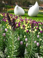 ... Tulpenzwiebeln als Symbole ...