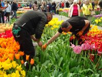 .... fleißige Hände sorgen stets für ein prächtiges Erlebnis im Keukenhof ...