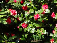 ... und auch Kamelien sind zu erleben ...