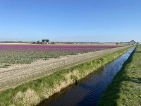 Felder in Noordwijkerhout?