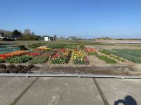 Privatgarten in Noordwijkerhout