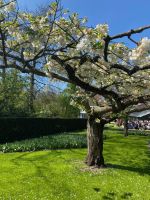 auch Bäume blühen – Kirschbaum