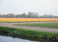 Keukenhof 2 &ndash; &copy; Sabine Krug (Eberhardt TRAVEL)