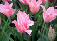 Keukenhof 3 &ndash; &copy; Sabine Krug (Eberhardt TRAVEL)