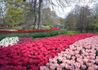 Keukenhof 8 &ndash; &copy; Sabine Krug (Eberhardt TRAVEL)