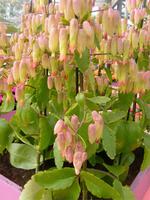 afrikanische Schönheit