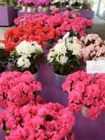 jetzt kommen wir AZALEEN