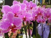 exotische Schönheit