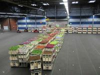 Blumenversteigerung in Aalsmeer