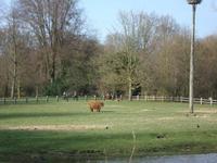 Auerochsen an der Mühle