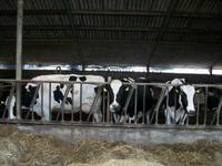 Käsereibesuch in Amtselveen