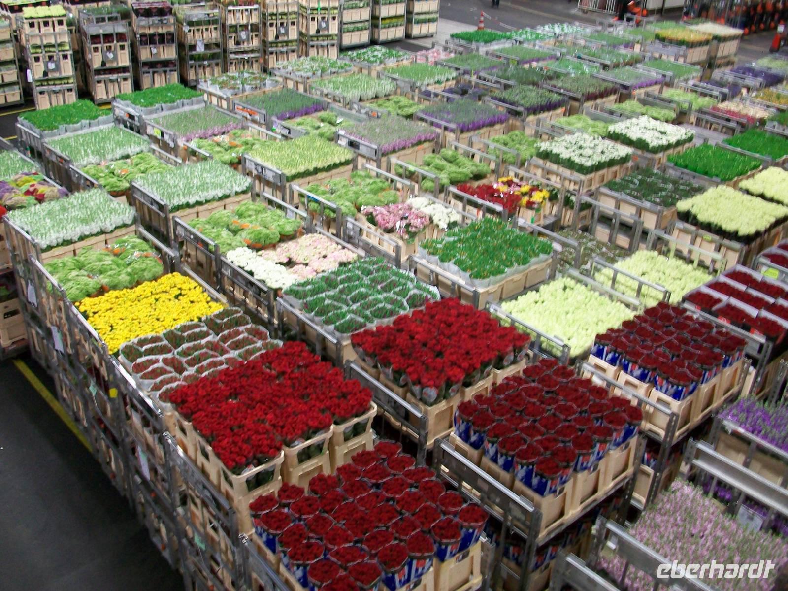 Blumenversteigerung Aalsmeer