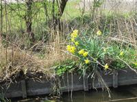 Lisse-Blumenkorso-am Straßenrand