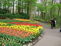 Im Keukenhof