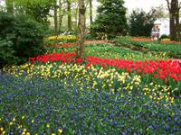 Im Keukenhof