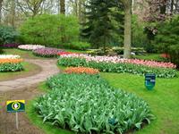 Im Keukenhof