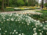 Im Keukenhof