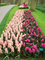 Im Keukenhof