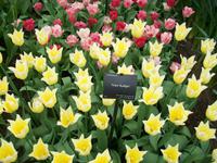 Im Keukenhof