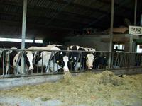 Besuch einer Käserei