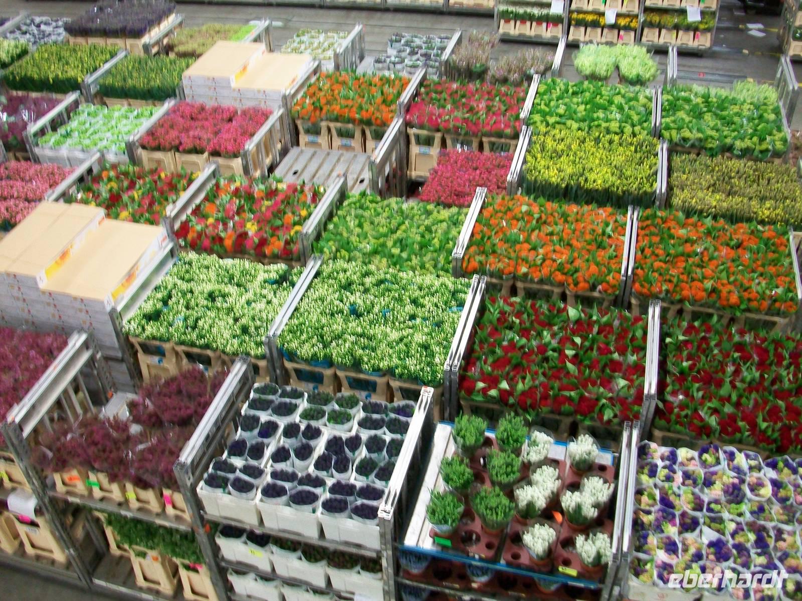 Blumenversteigerung in Aalsmeer