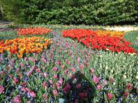 Blumenpracht im Keukenhof