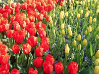 Tulpen: nur die Nr. 4 der holländischen Blumen-Hitliste