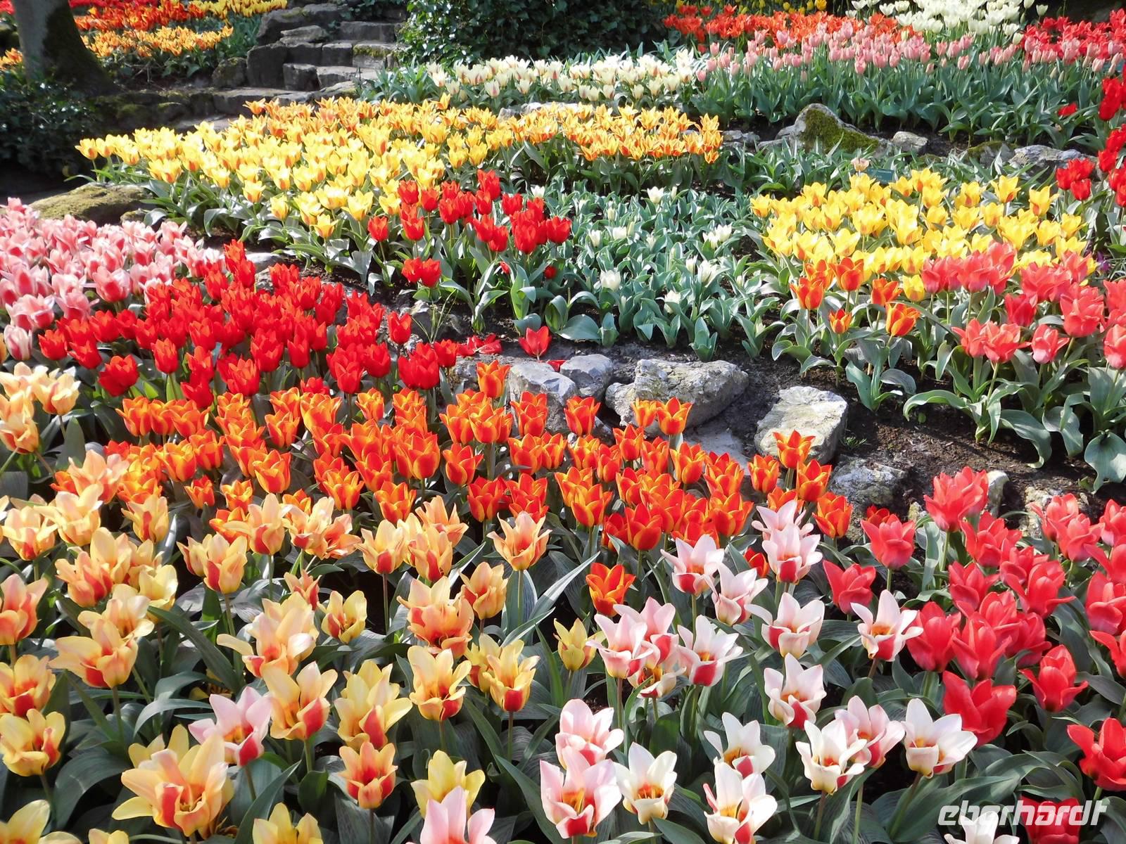 Den Keukenhof besucht man wegen seiner Blumenpracht