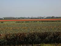 außerhalb des Keukenhofs reihen sich streifenförmig die Blumenfelder